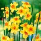 Bulbi Narcise Golden Dawn narcissus golden dawn flori multiple parfumate