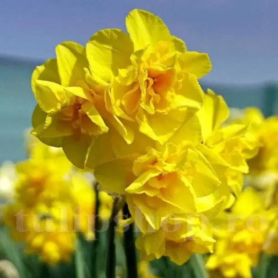 narcissus golden delicious flori batute parfumate