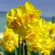 narcissus golden delicious flori batute parfumate