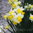 Bulbi Narcise Golden Echo narcissus golden echo jonquilla parfumate 110x110