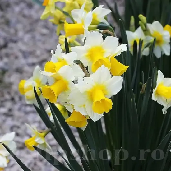Bulbi Narcise Golden Echo narcissus golden echo jonquilla parfumate