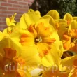 Bulbi Narcise Marion Pearce narcissus marion pearce bulbi narcise solare plantare toamna 110x110