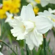 narcissus mount hood bulbi narcise albe mari 110x110