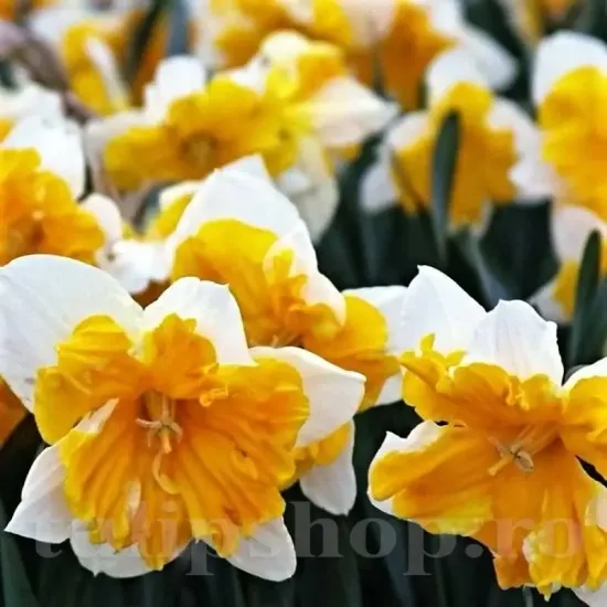 Bulbi Narcise Orangery narcissus orangery cupa despicata split corona