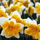 Bulbi Narcise Orangery narcissus orangery cupa despicata split corona