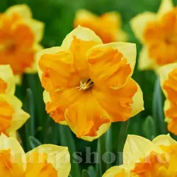 Bulbi Narcise Outright Orange