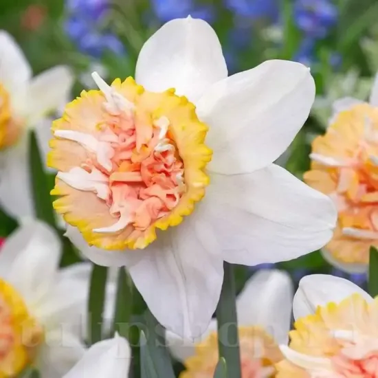 Bulbi Narcise Petit Four narcissus petit four flori duble parfumate