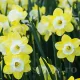Bulbi Narcise Pipit narcissus pipit jonquilla flori multiple