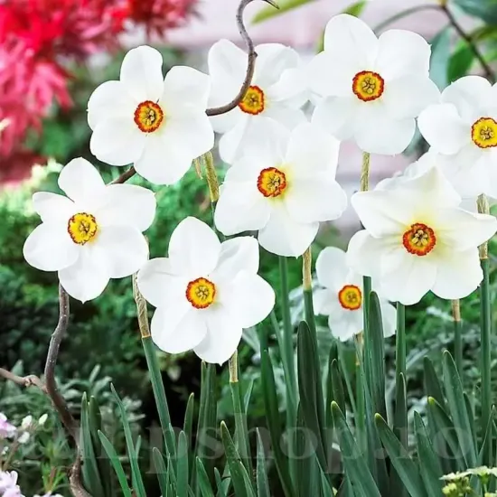 narcissus poeticus actaea ochi de fazan