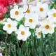 narcissus poeticus actaea ochi de fazan