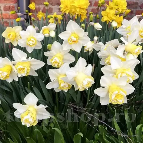 narcissus popeye flori duble spectaculoase