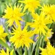 narcissus rip van winkle botanice ciufurite