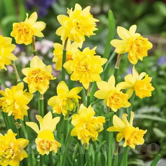 Bulbi Narcise Tete Deluxe narcissus tete deluxe miniaturale spectaculoase