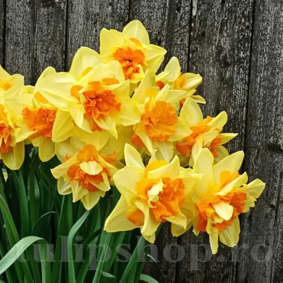 Bulbi Narcise Texas narcissus texas flori duble mari