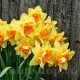 Bulbi Narcise Texas narcissus texas flori duble mari