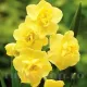 Bulbi Narcise Yellow Cheerfulness narcissus yellow cheerfulness flori multiple batute