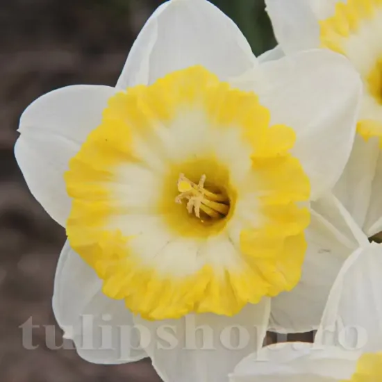 Bulbi Narcise Bright Sun pachet bulbi narcisa bright sun tulip shop