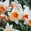 Bulbi Narcise Chromacolor pachet bulbi narcisa chromacolor tulip shop 110x110