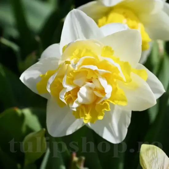 Bulbi Narcise Doctor Witteveen pachet bulbi narcisa doctor witteveen tulip shop