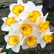 Bulbi Narcise Hawaiian Skies pachet bulbi narcisa hawaiian skies tulip shop 110x110