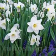 pachet bulbi narcisa mount hood tulip shop 110x110