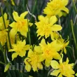 Bulbi Narcise Odorus Plenus pachet bulbi narcisa odorus plenus tulip shop 110x110