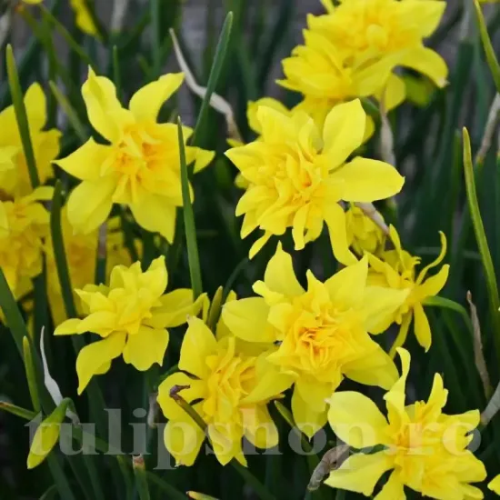 Bulbi Narcise Odorus Plenus pachet bulbi narcisa odorus plenus tulip shop