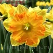 Bulbi Narcise Outright Orange pachet bulbi narcisa outright orange tulip shop 110x110