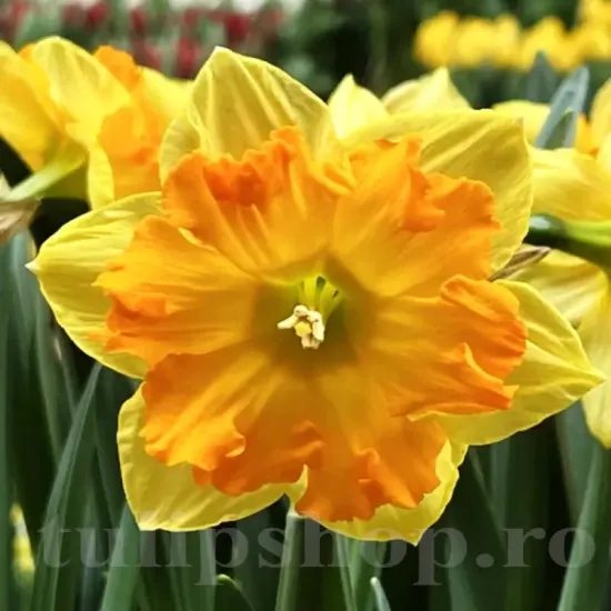 Bulbi Narcise Outright Orange pachet bulbi narcisa outright orange tulip shop
