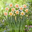 Bulbi Narcise Palmares pachet bulbi narcisa palmares tulip shop 110x110