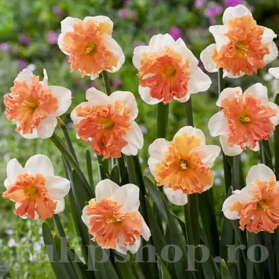 Bulbi Narcise Shrike pachet bulbi narcisa shrike tulip shop