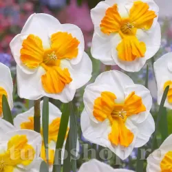 Bulbi Narcise Tricollet