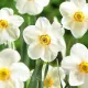 pachet bulbi narcise actaea tulip shop