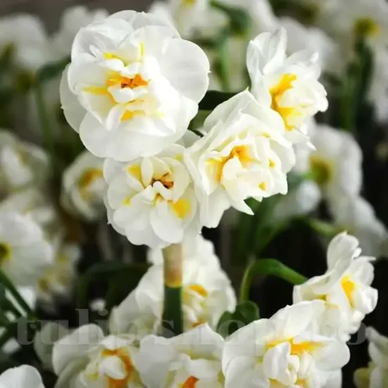 Bulbi Narcise Bridal Crown pachet bulbi narcise bridal crown tulip shop