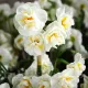 Bulbi Narcise Bridal Crown pachet bulbi narcise bridal crown tulip shop