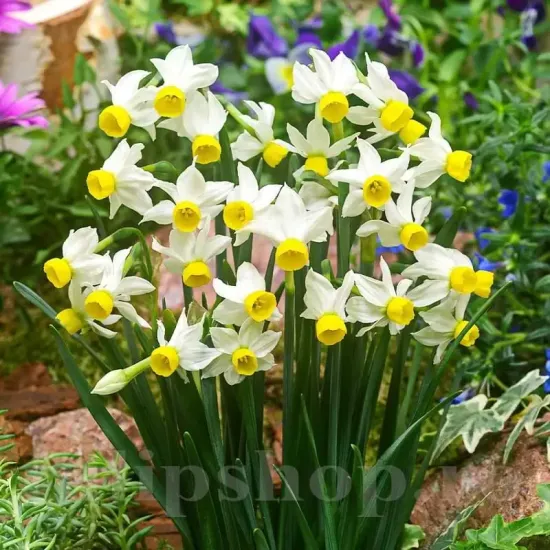 Bulbi Narcise Canaliculatus pachet bulbi narcise canaliculatus tulip shop