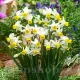 Bulbi Narcise Canaliculatus pachet bulbi narcise canaliculatus tulip shop