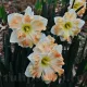 pachet bulbi narcise cum laude tulip shop
