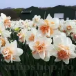 Bulbi Narcise Delnashaugh pachet bulbi narcise delnashaugh tulip shop 110x110