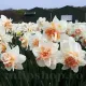 Bulbi Narcise Delnashaugh pachet bulbi narcise delnashaugh tulip shop