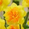 Bulbi Narcise Double Sunrise
