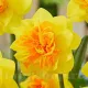 pachet bulbi narcise double sunrise tulip shop