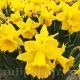 pachet bulbi narcise dutch master tulip shop