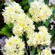 pachet bulbi narcise erlicheer tulip shop
