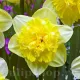 Bulbi Narcise Full House pachet bulbi narcise full house tulip shop