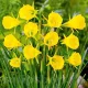 Bulbi Narcise Golden Bells pachet bulbi narcise golden bells tulip shop