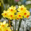Bulbi Narcise Golden Dawn pachet bulbi narcise golden dawn tulip shop 110x110