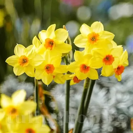 Bulbi Narcise Golden Dawn pachet bulbi narcise golden dawn tulip shop