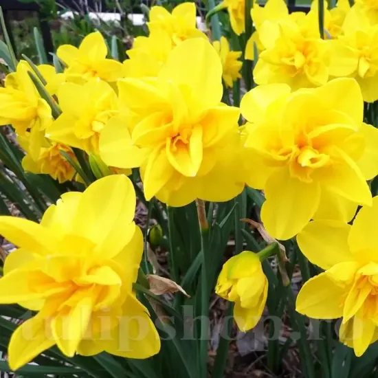 pachet bulbi narcise golden delicious tulip shop