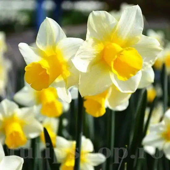 Bulbi Narcise Golden Echo pachet bulbi narcise golden echo tulip shop